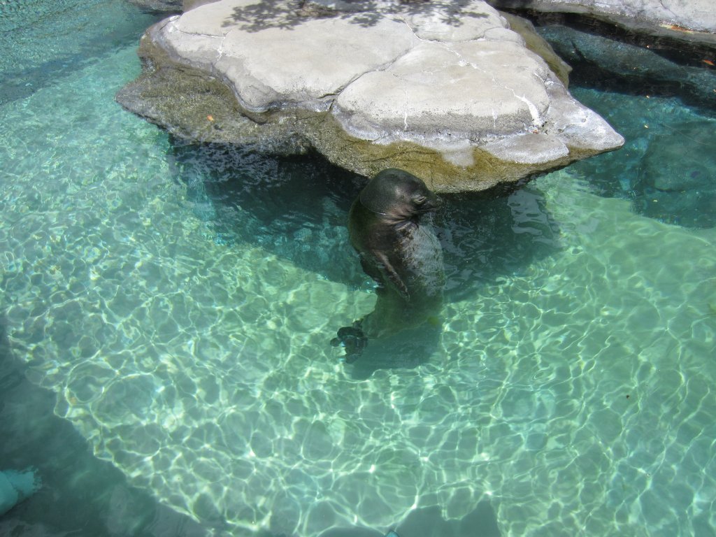 Hawaiian Monk Seal exhibit