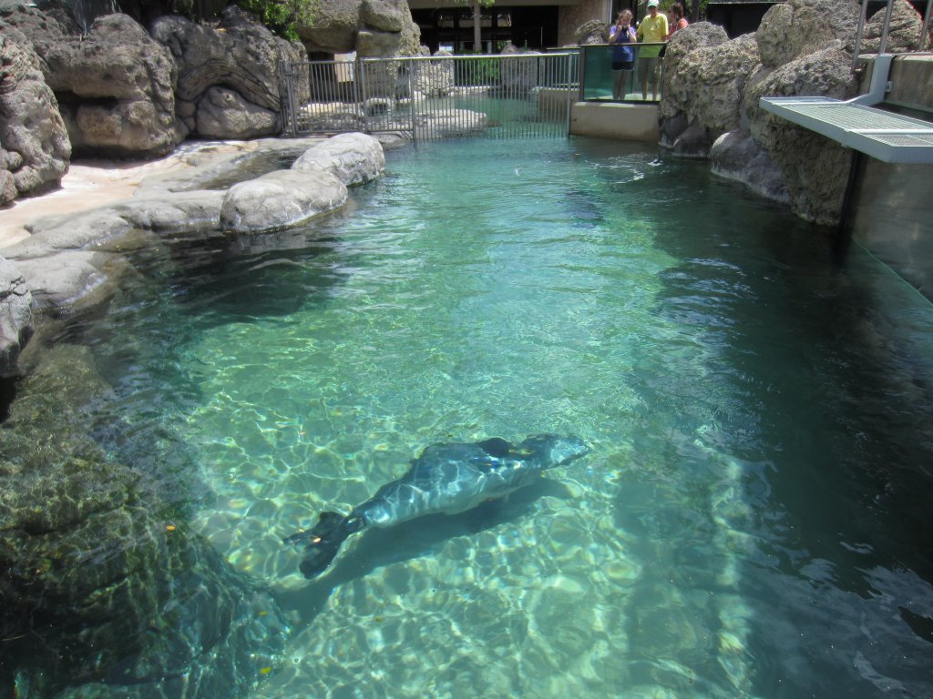 Hawaiian Monk Seal exhibit