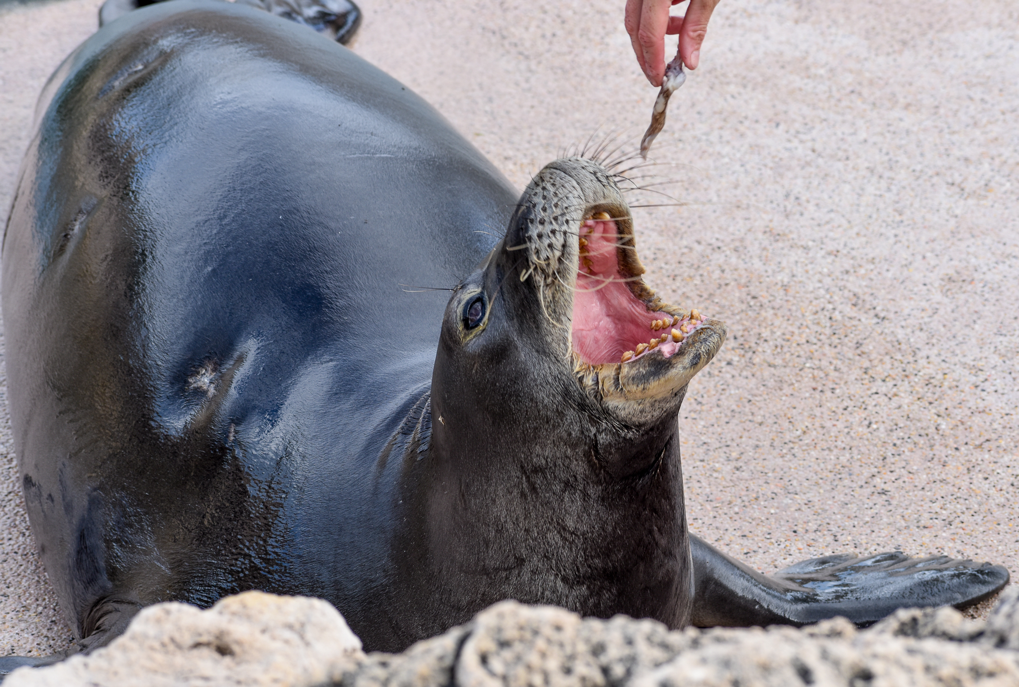 Hawaiian Monk Seal feeding