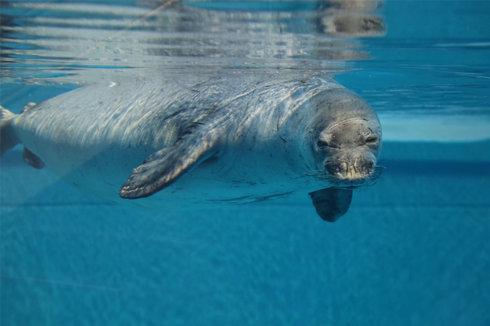 Hawaiian Monk Seal (Monachus schauinslandi)