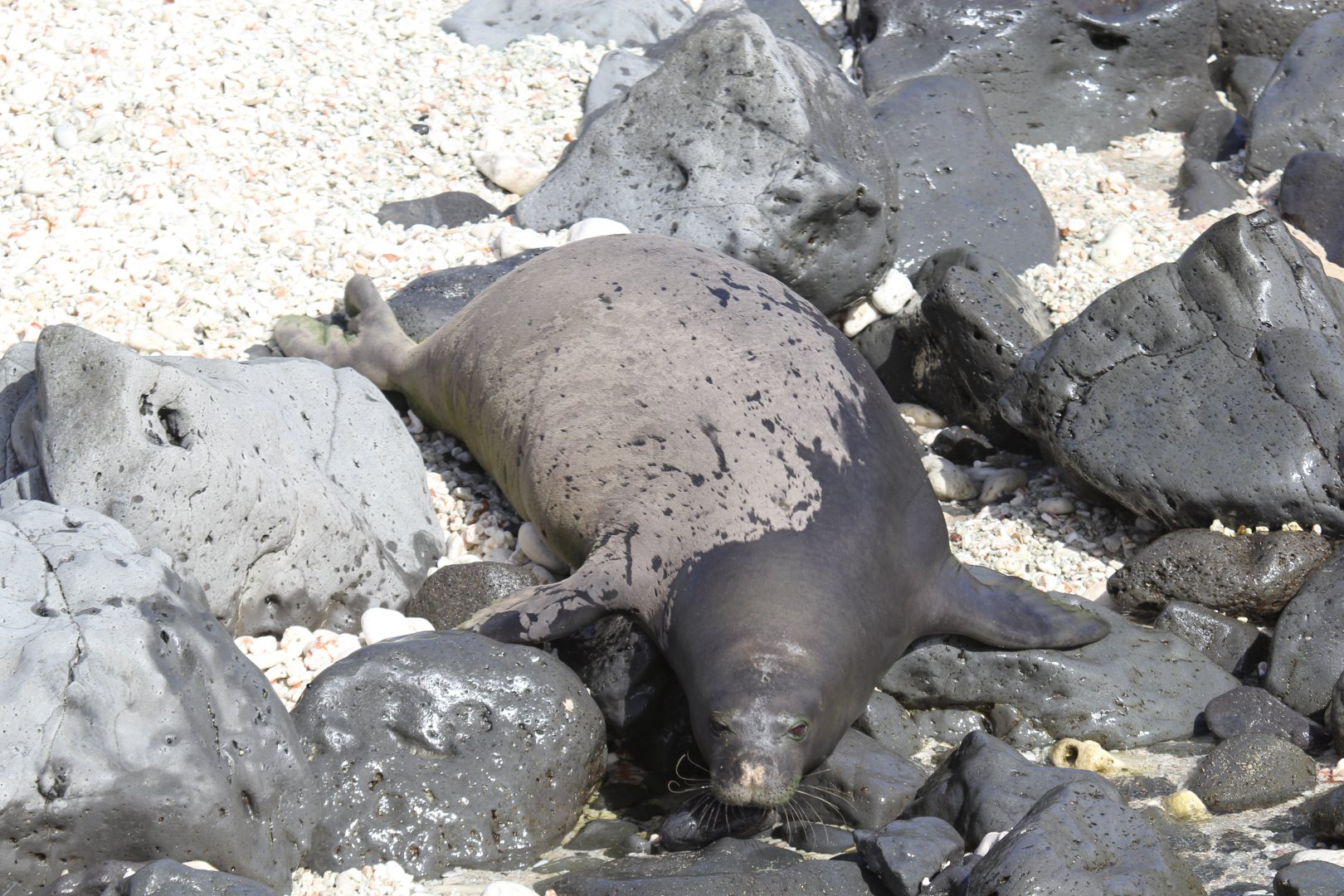 Hawaiian monk seal (Neomonachus schauinslandi) climbing into the water