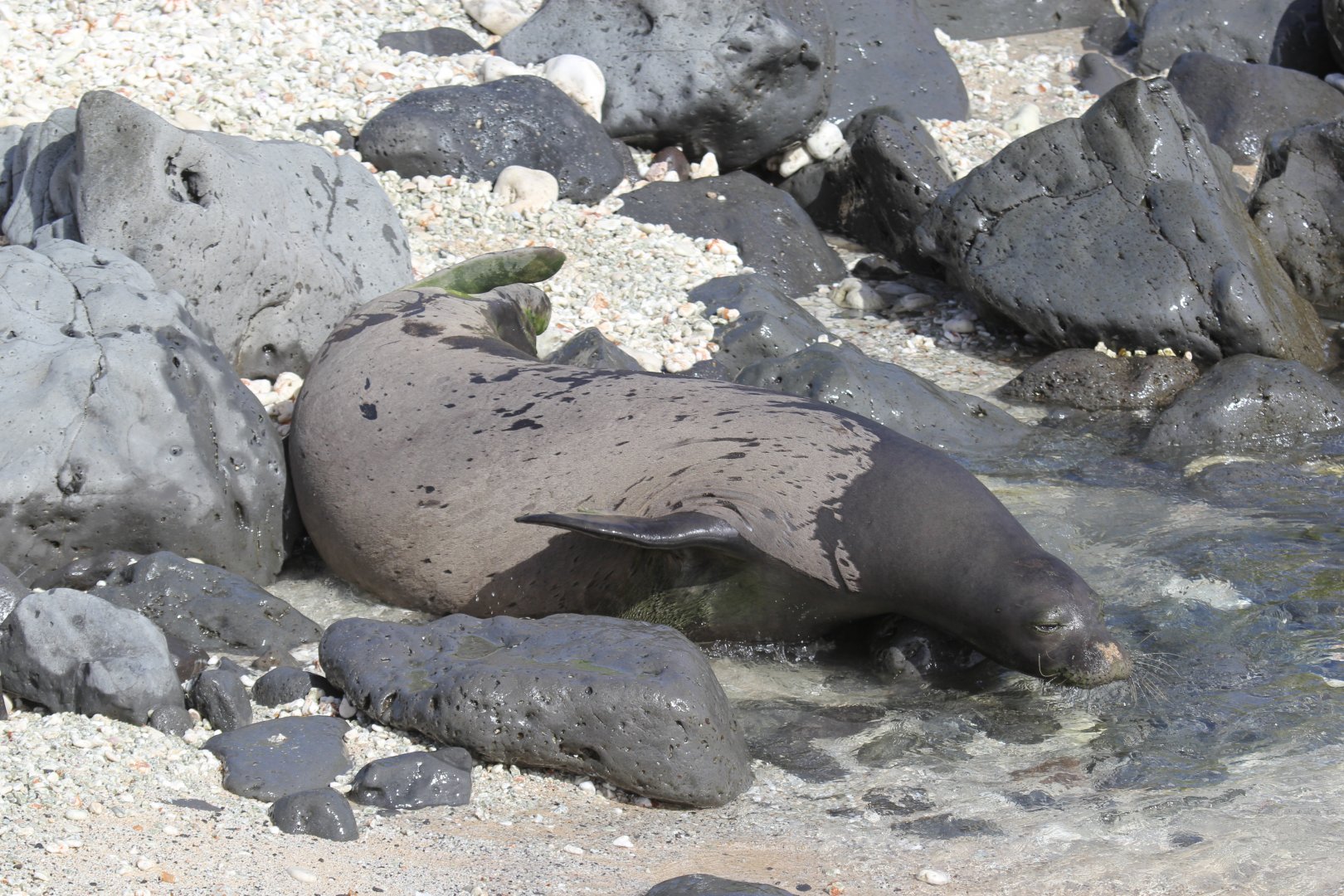 Hawaiian monk seal (Neomonachus schauinslandi) climbing into the water