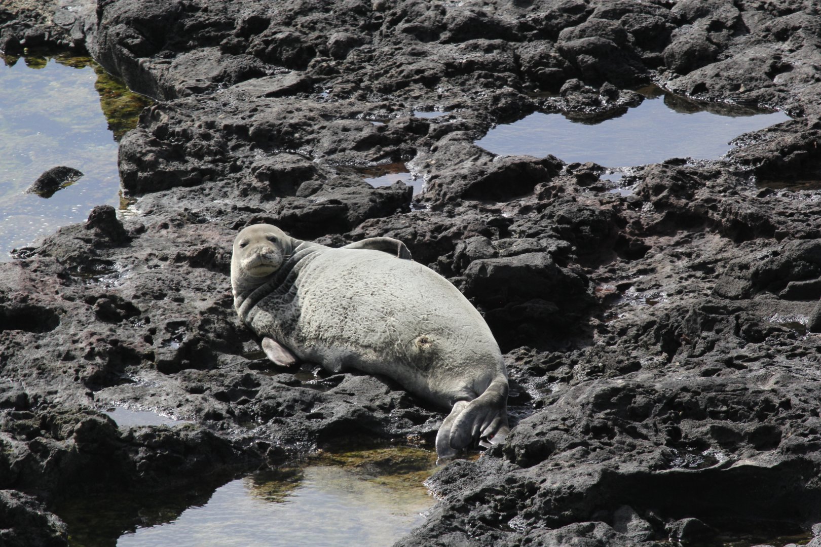 Hawaiian monk seal (Neomonachus schauinslandi)