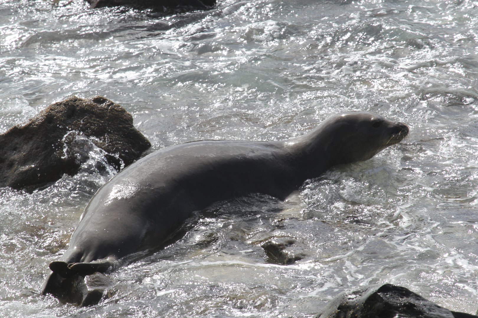 Hawaiian monk seal (Neomonachus schauinslandi)