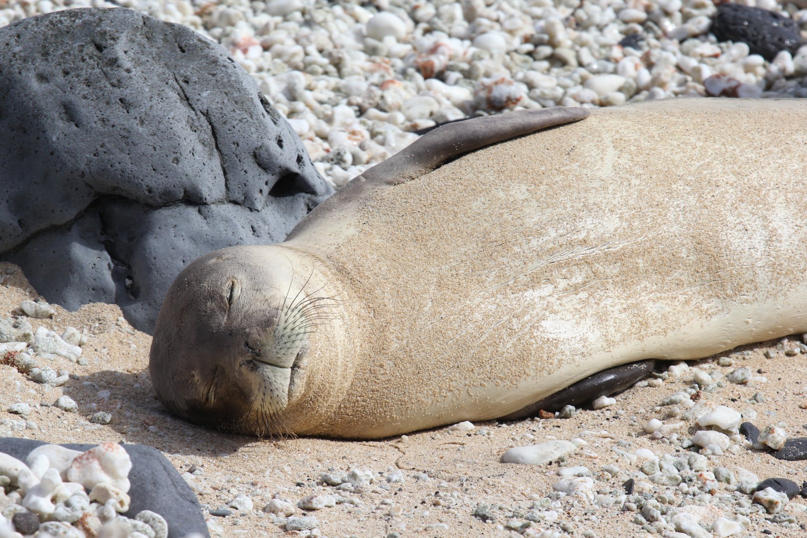 Hawaiian monk seal (Neomonachus schauinslandi)