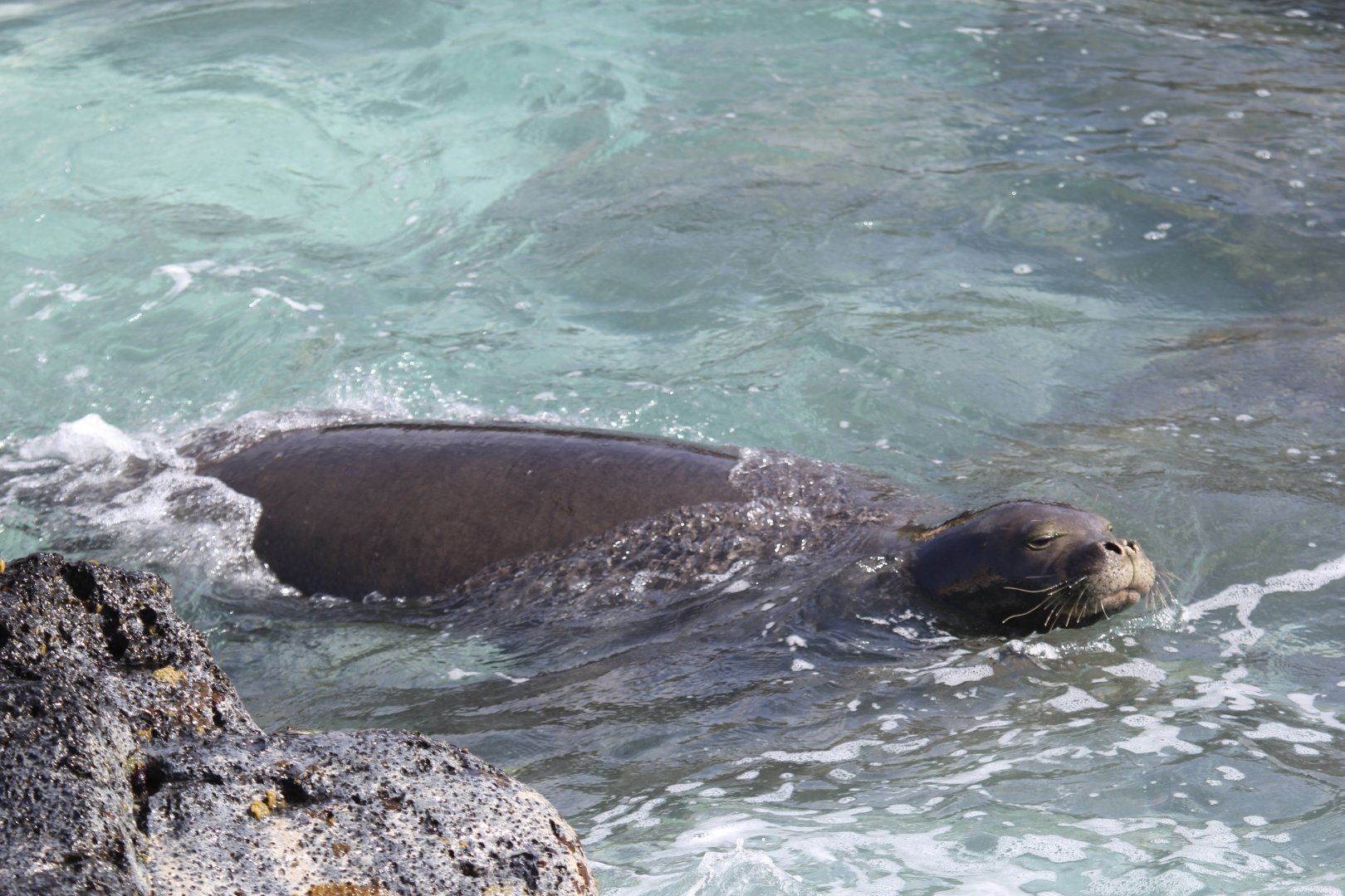 Hawaiian monk seal (Neomonachus schauinslandi)