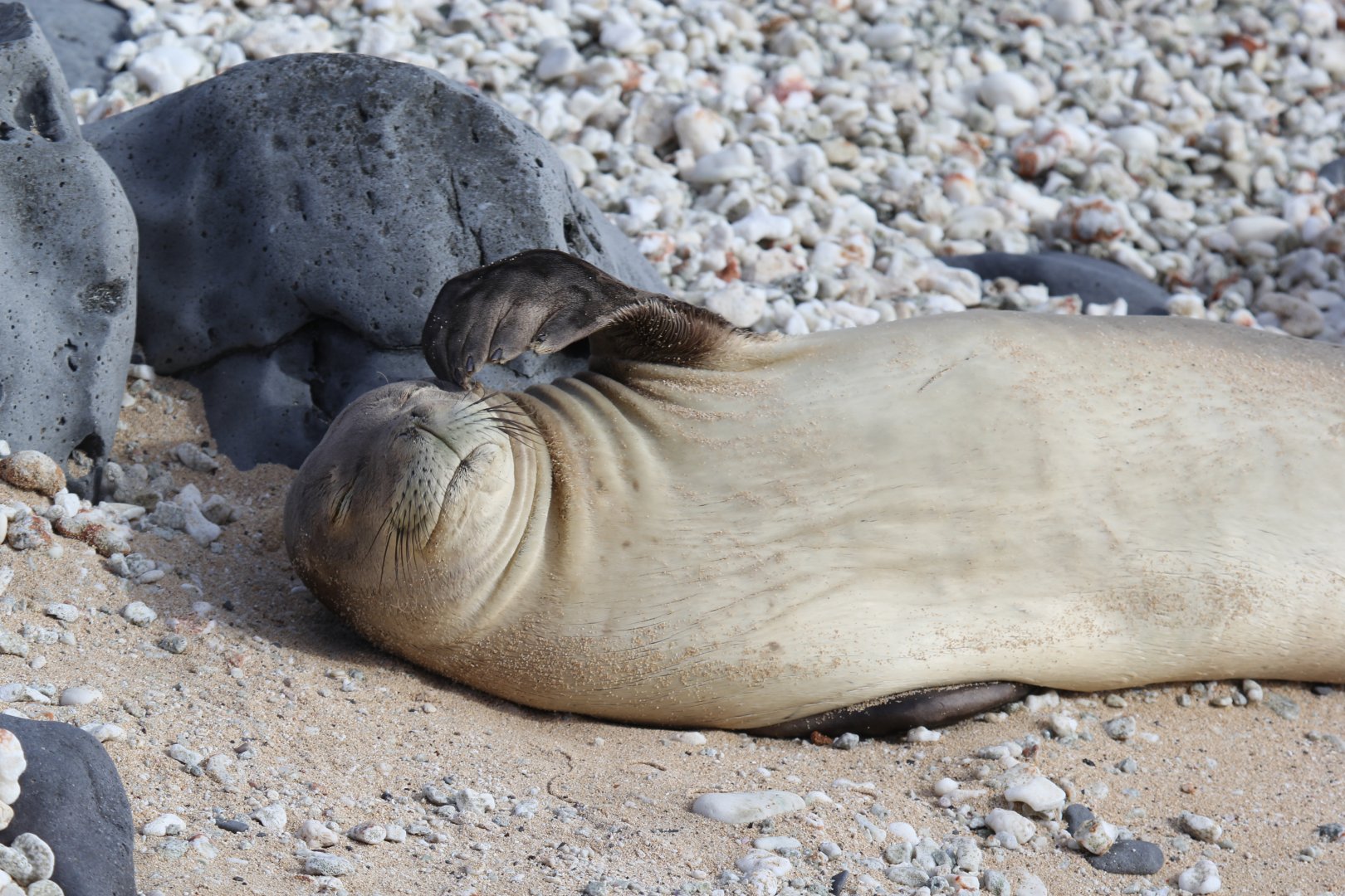 Hawaiian monk seal (Neomonachus schauinslandi)