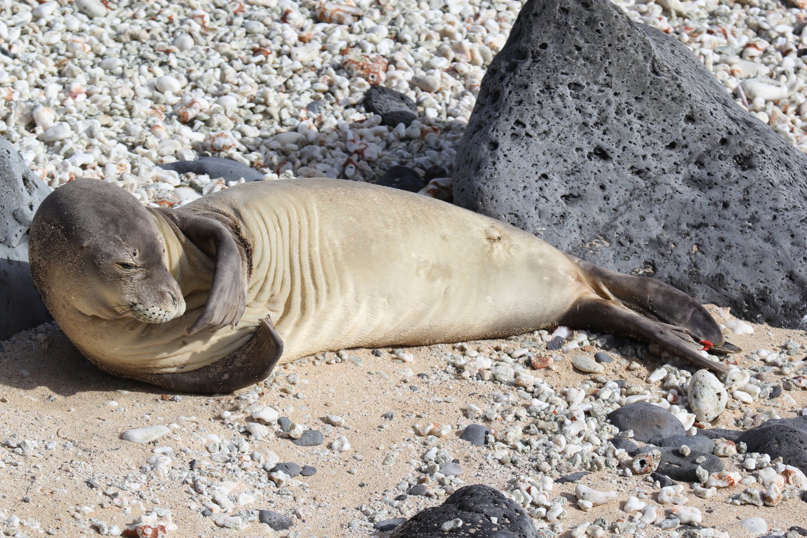 Hawaiian monk seal (Neomonachus schauinslandi)