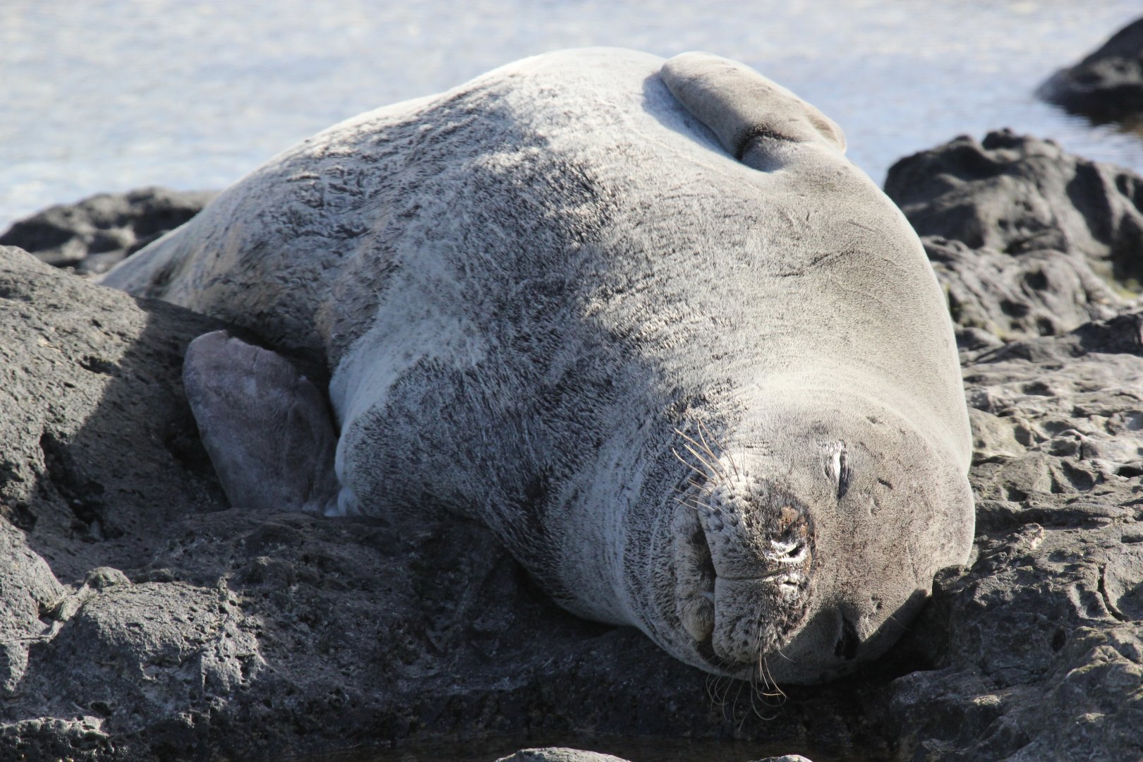 Hawaiian monk seal (Neomonachus schauinslandi)