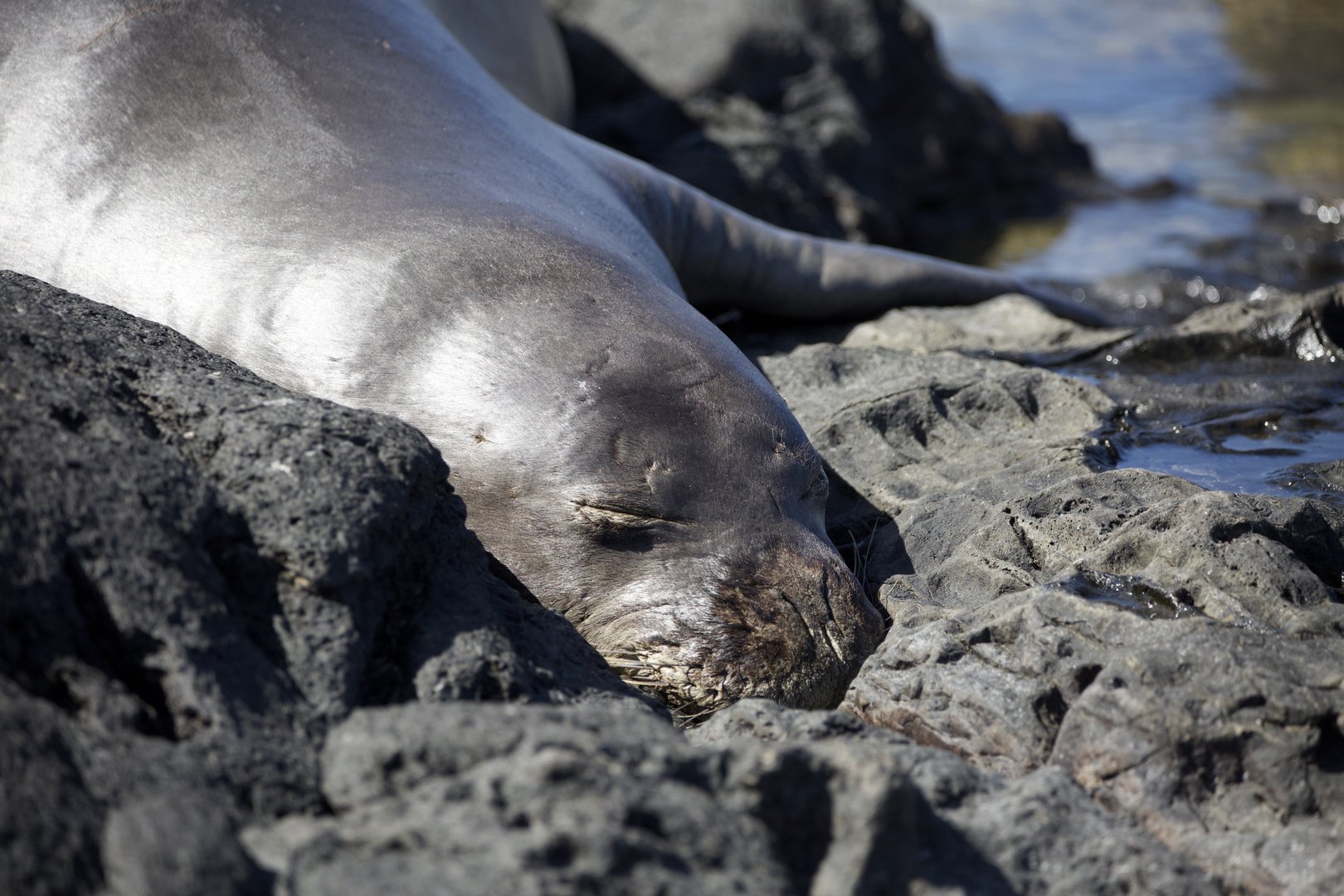 Hawaiian Monk Seal/ Neomonachus schauinslandi