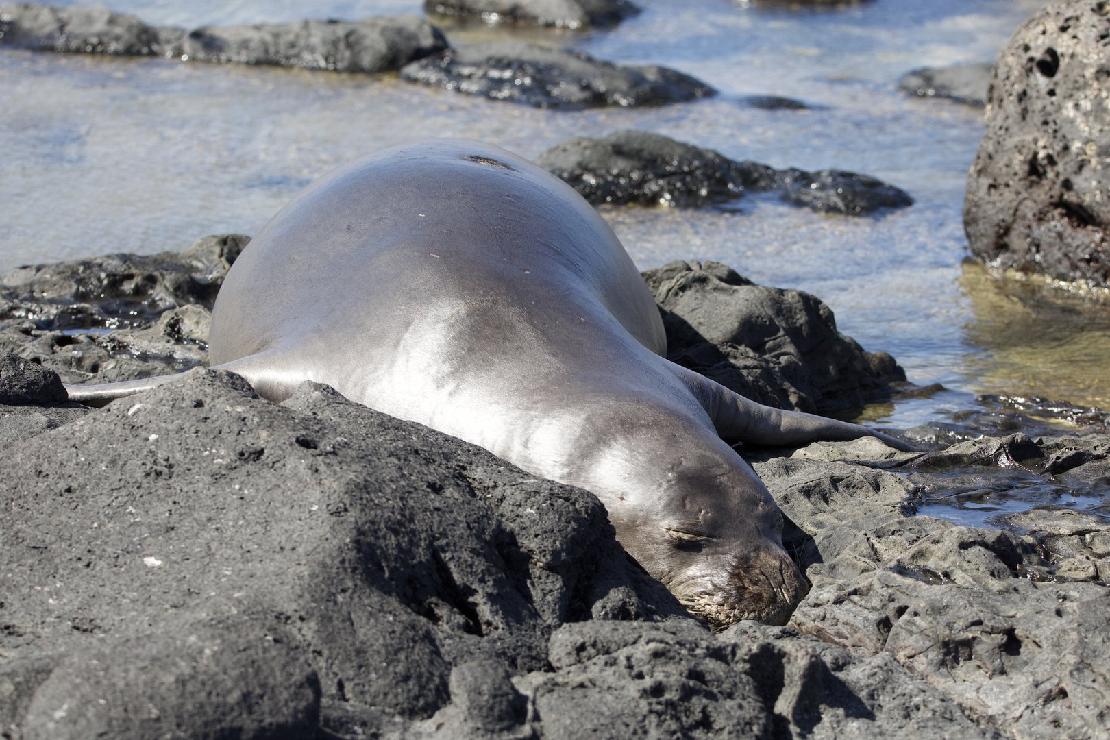 Hawaiian Monk Seal/ Neomonachus schauinslandi