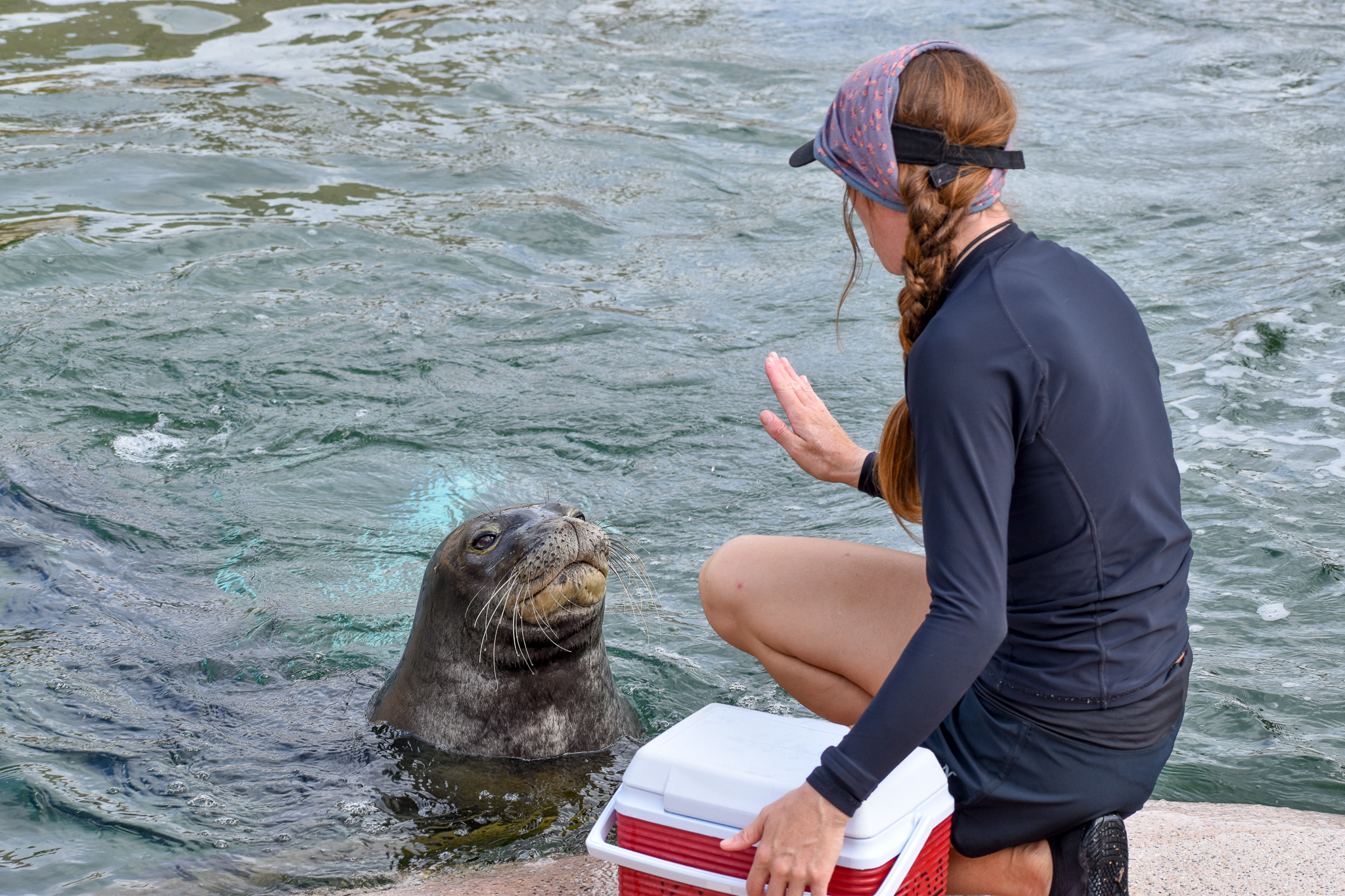 Hawaiian Monk Seal training session