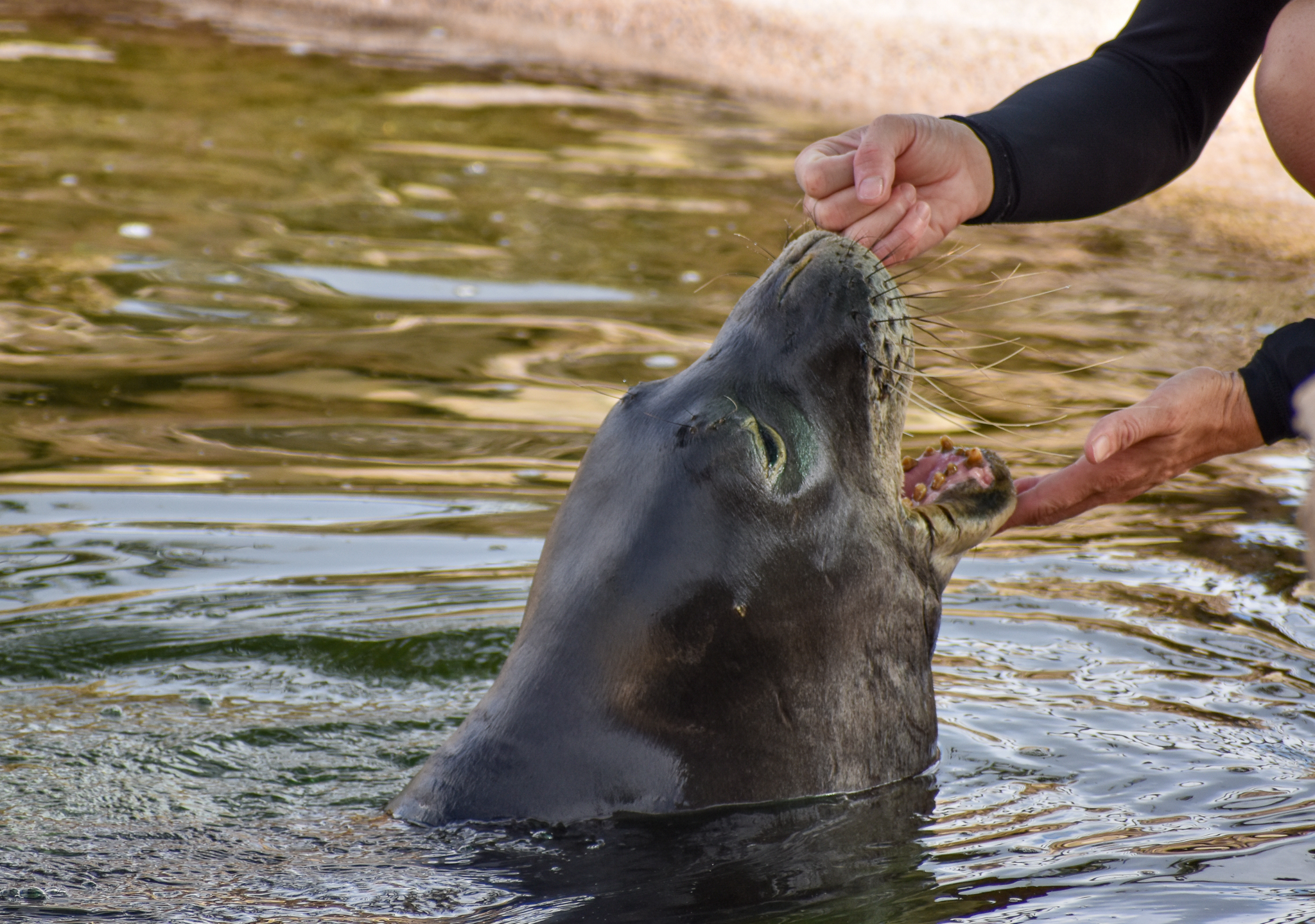 Hawaiian Monk Seal training
