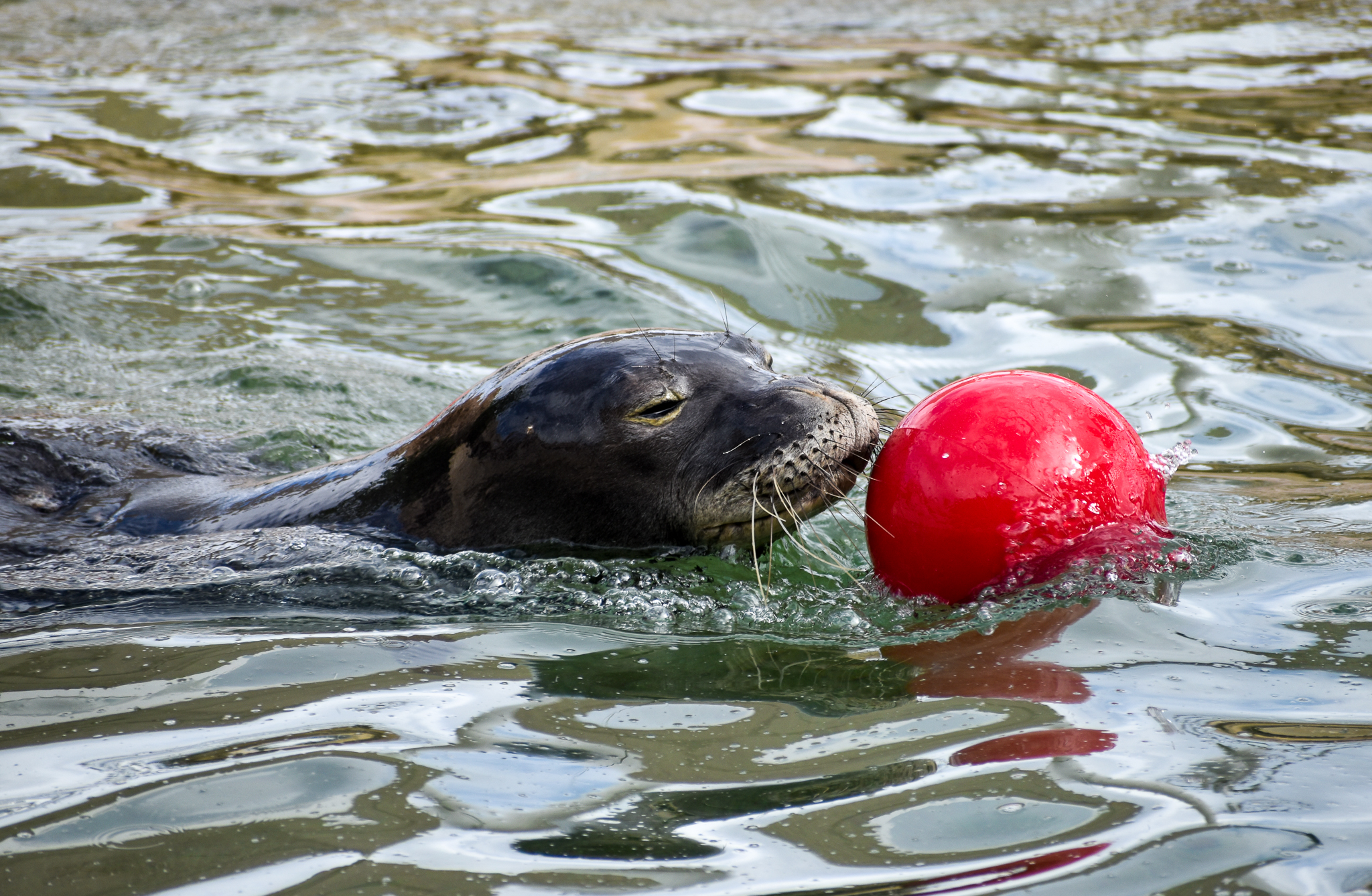 Hawaiian Monk Seal with ball