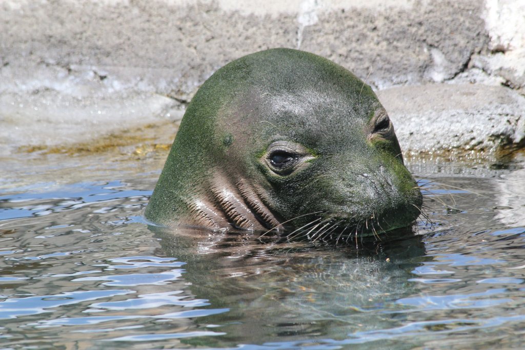 Hawaiian Monk Seal
