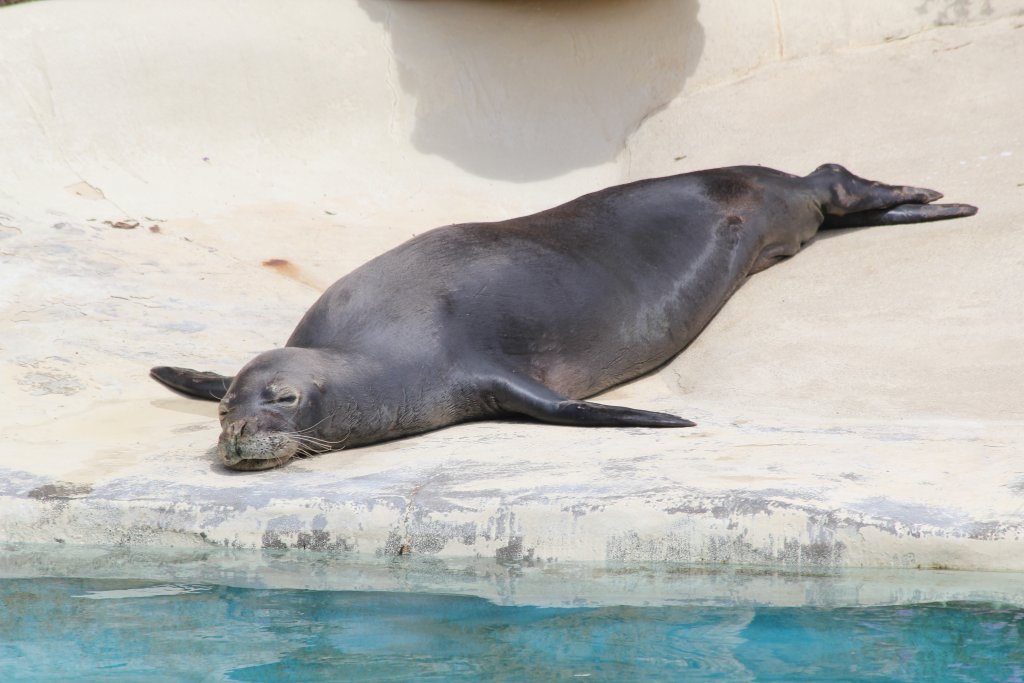 Hawaiian Monk Seal