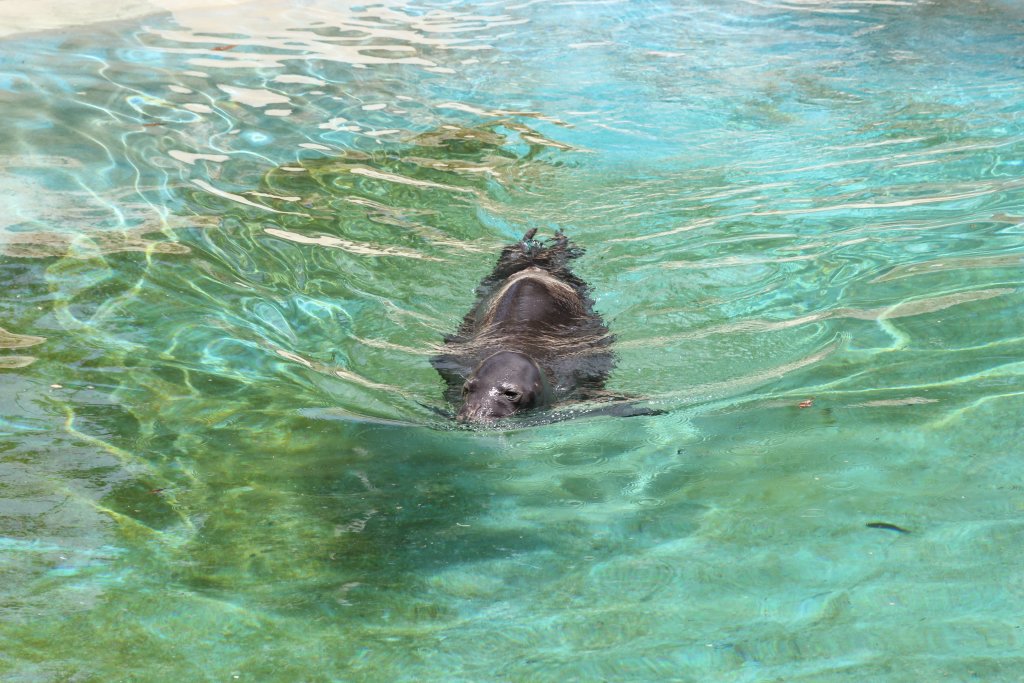 Hawaiian Monk Seal