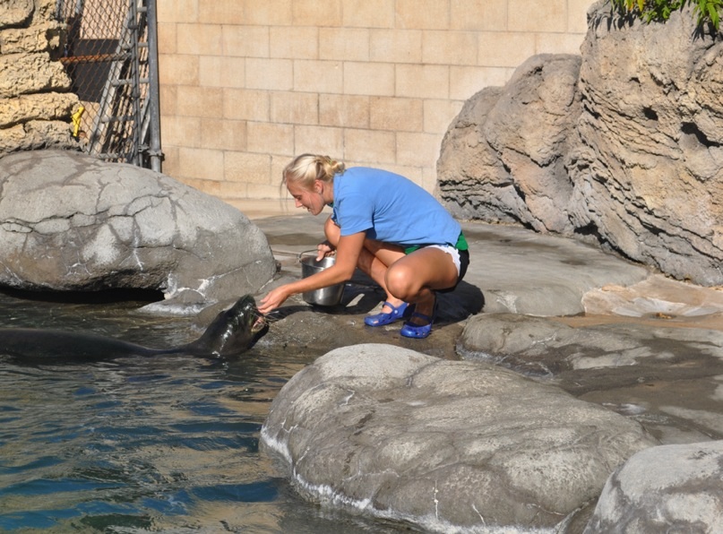 Hawaiian Monk Seal