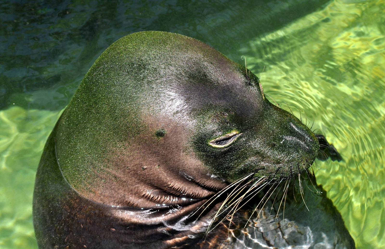 Hawaiian Monk Seal