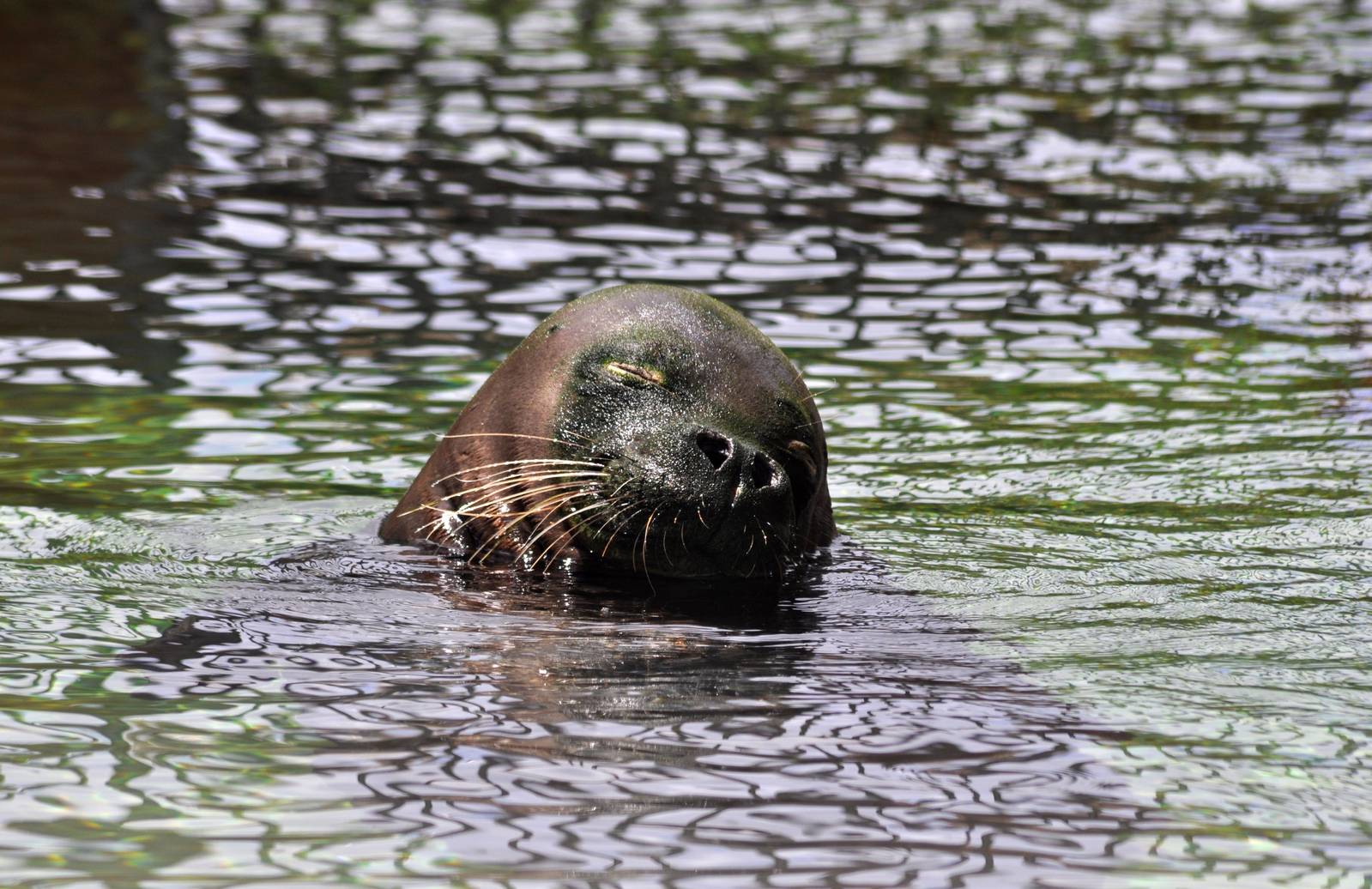 Hawaiian Monk Seal