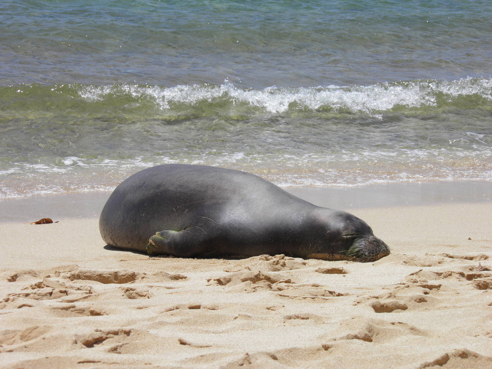 Hawaiian monk seal