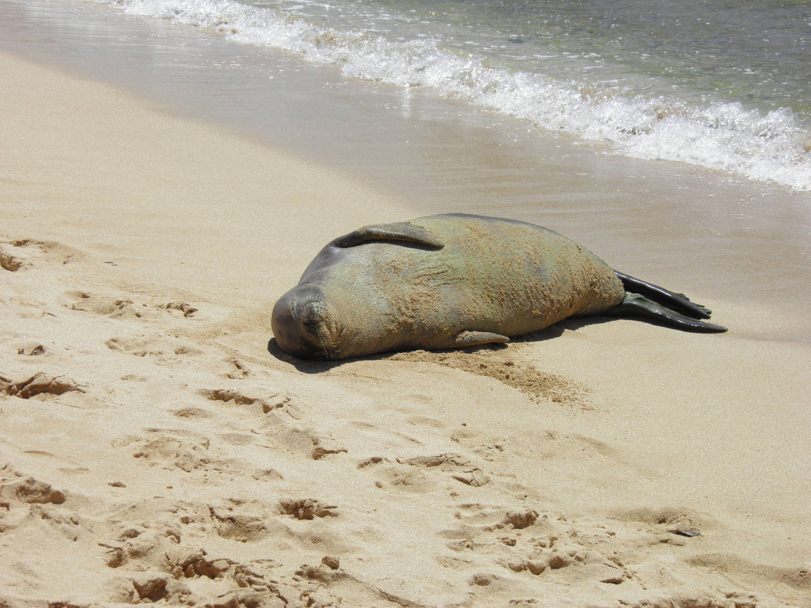 Hawaiian monk seal