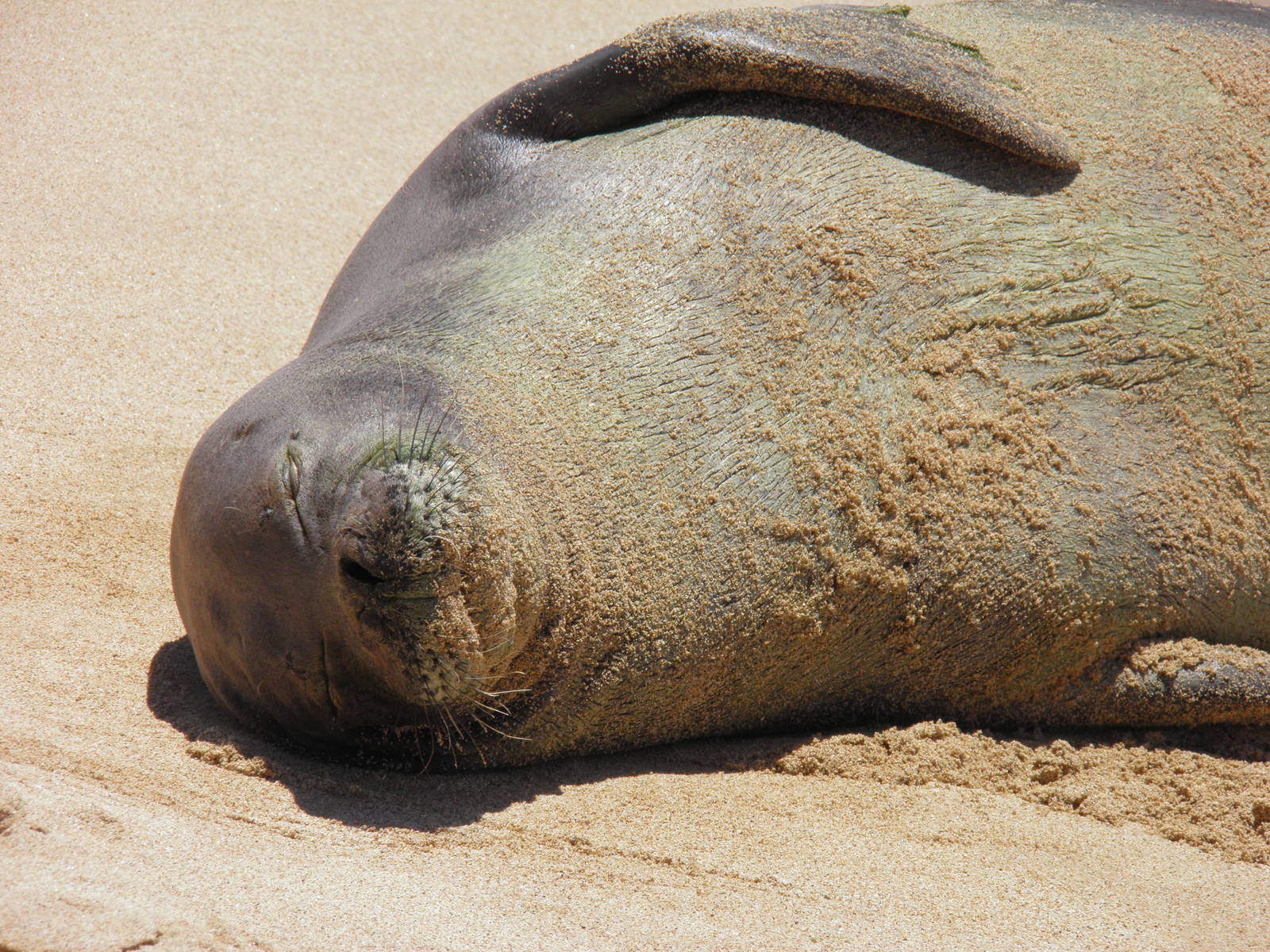 Hawaiian monk seal