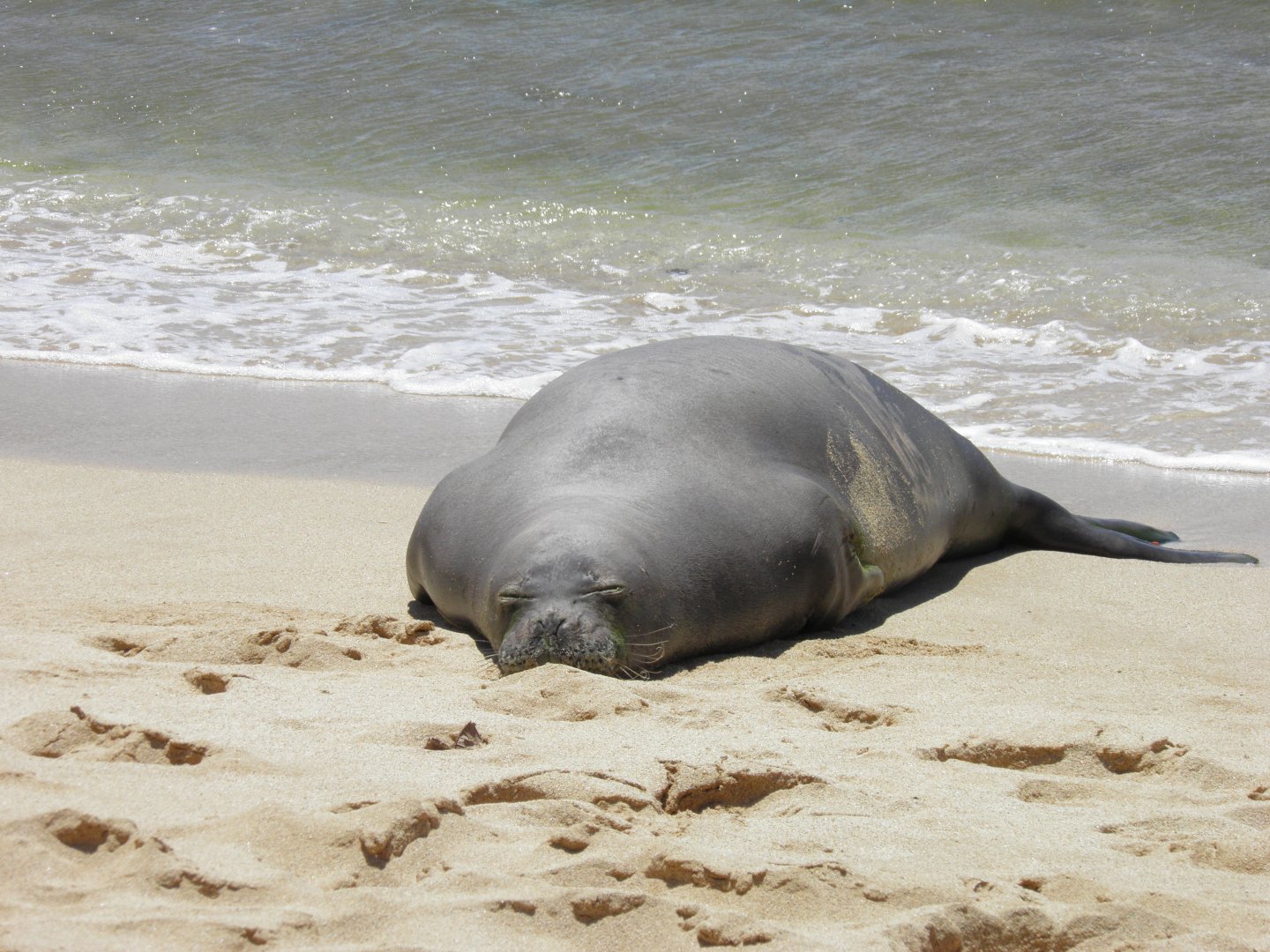 Hawaiian monk seal