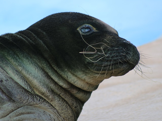 Hawaiian Monk Seal