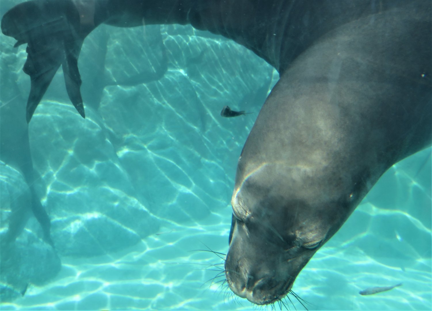 Hawaiian monk seal