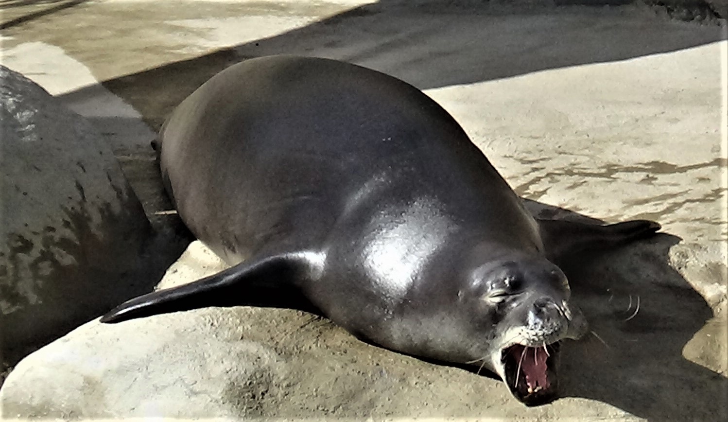 Hawaiian monk seal