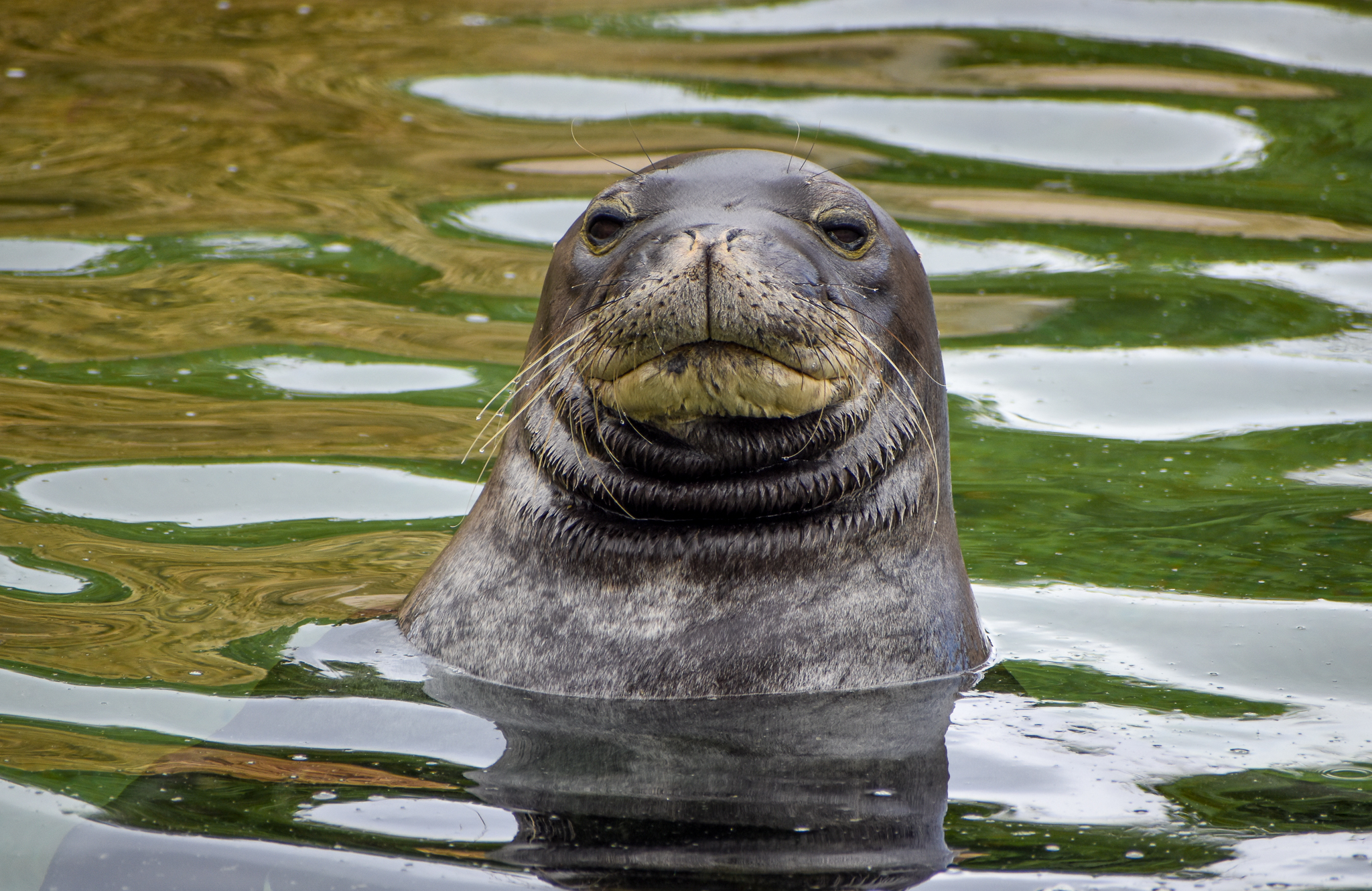 Hawaiian Monk Seal