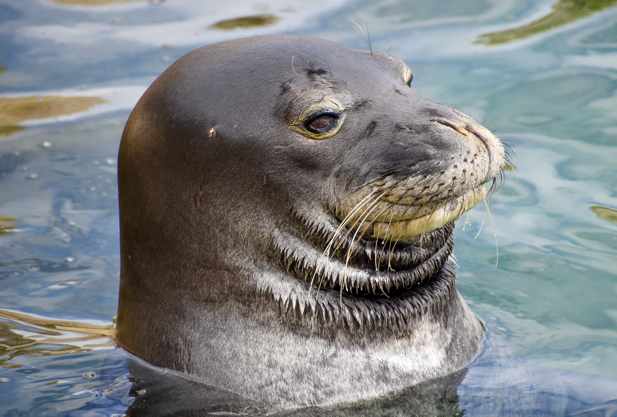 Hawaiian Monk Seal
