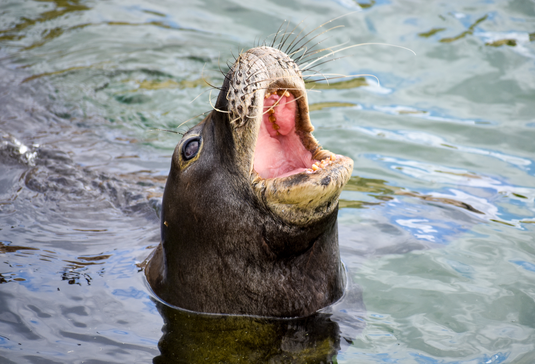 Hawaiian Monk Seal