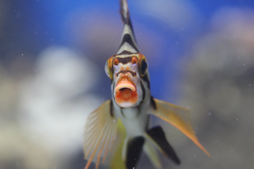 Hawaiian Morwong (Goniistius vittatus)