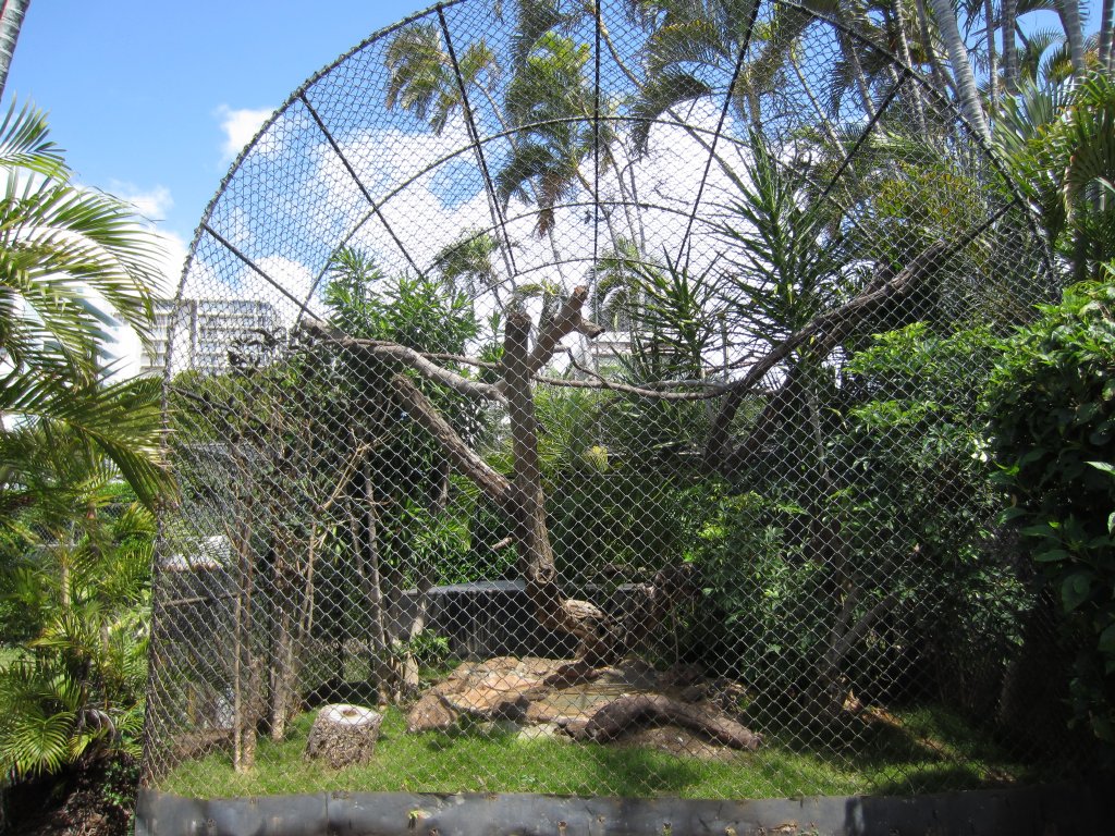 Hawaiian Owl aviary