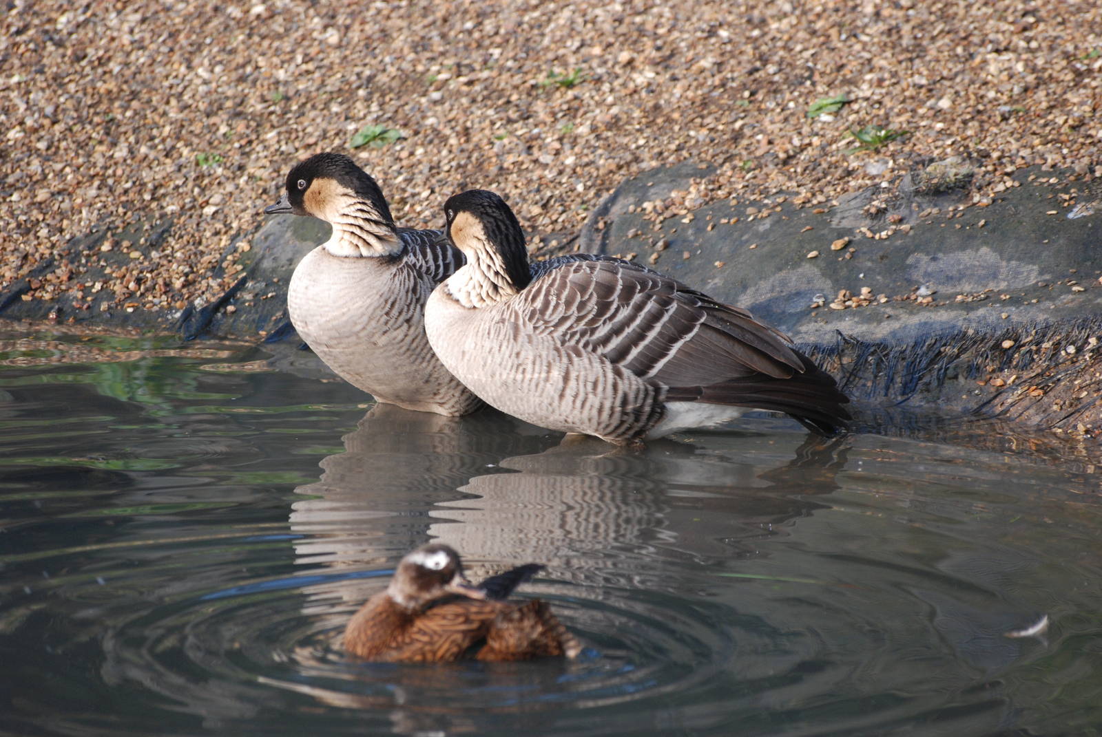 Hawaiian Pen at London WWT (Barnes), 15/11/11