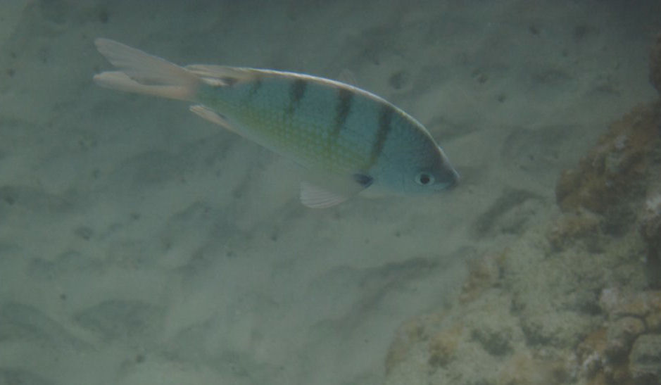 Hawaiian Sergeant (Abudefduf abdominalis)