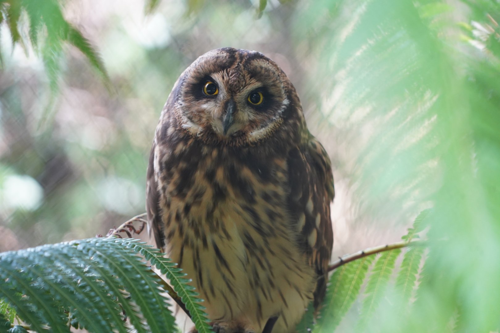 Hawaiian short-eared owl/Pueo