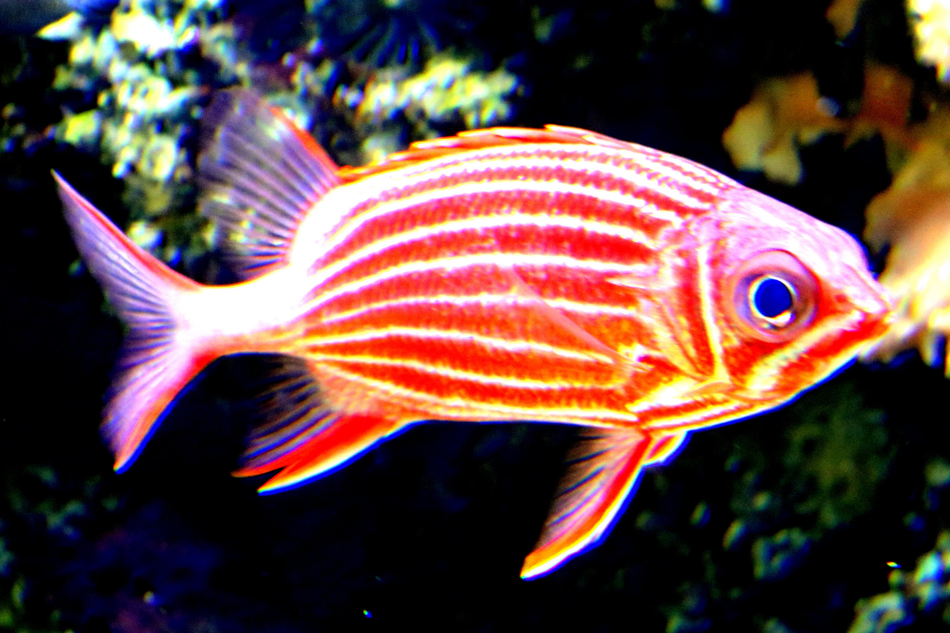 Hawaiian squirrel fish; London Zoo; 7th February 2019