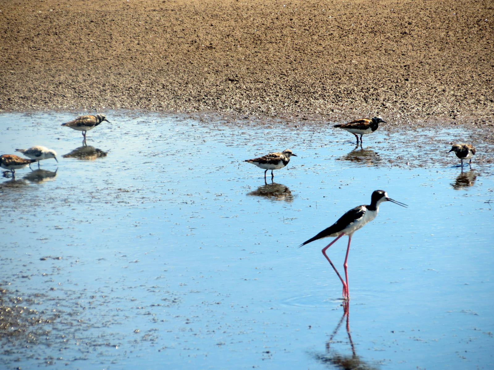 Hawaiian Stilt and Ruddy Turnstones