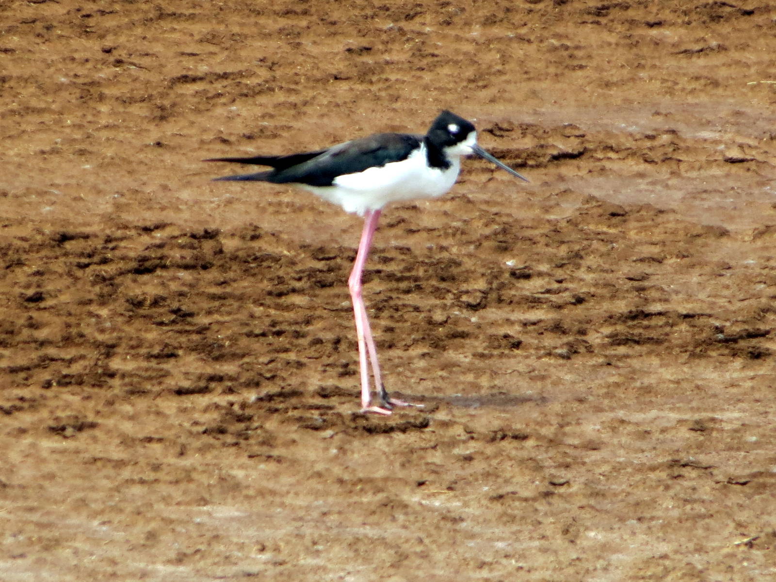 Hawaiian Stilt