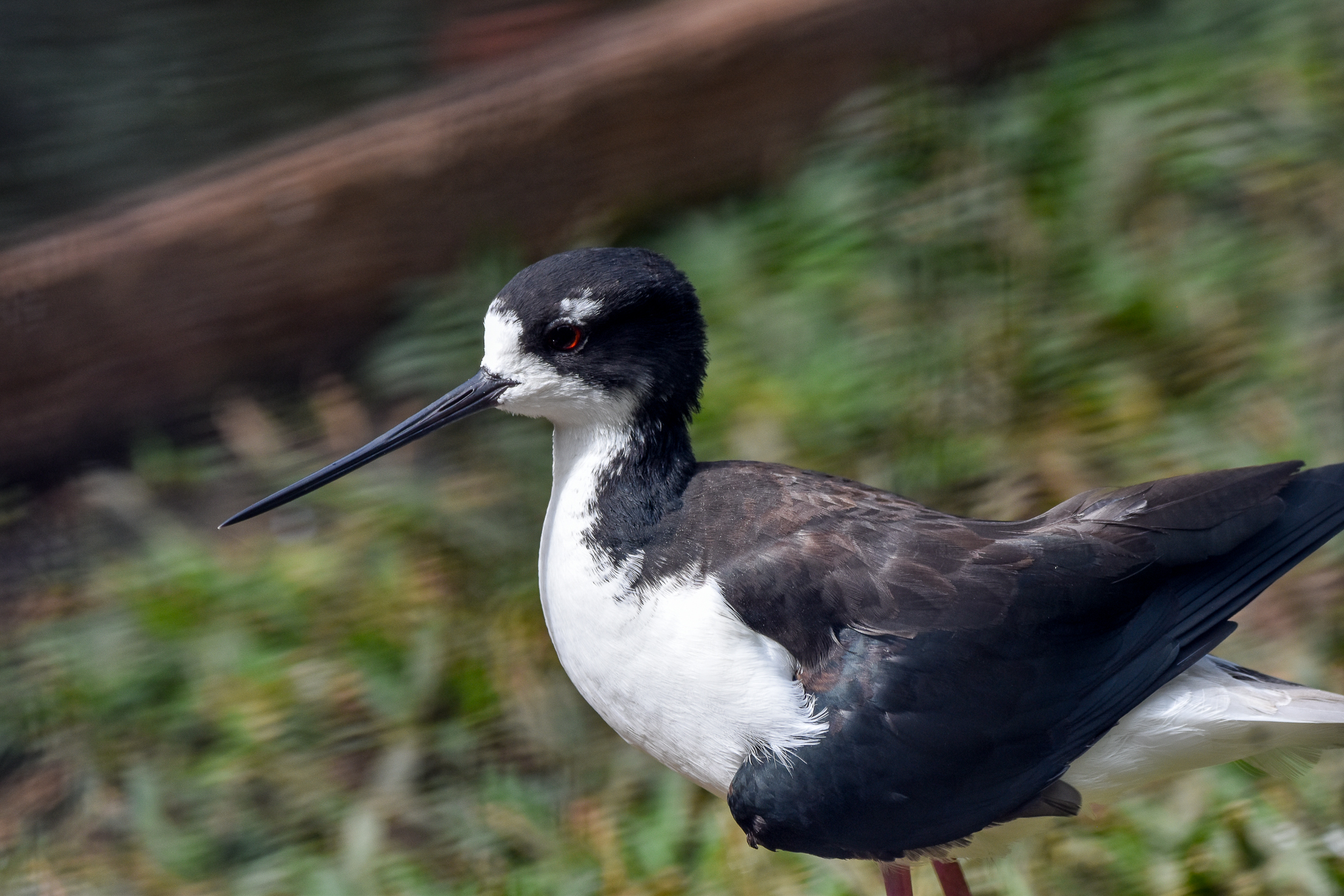 Hawaiian Stilt