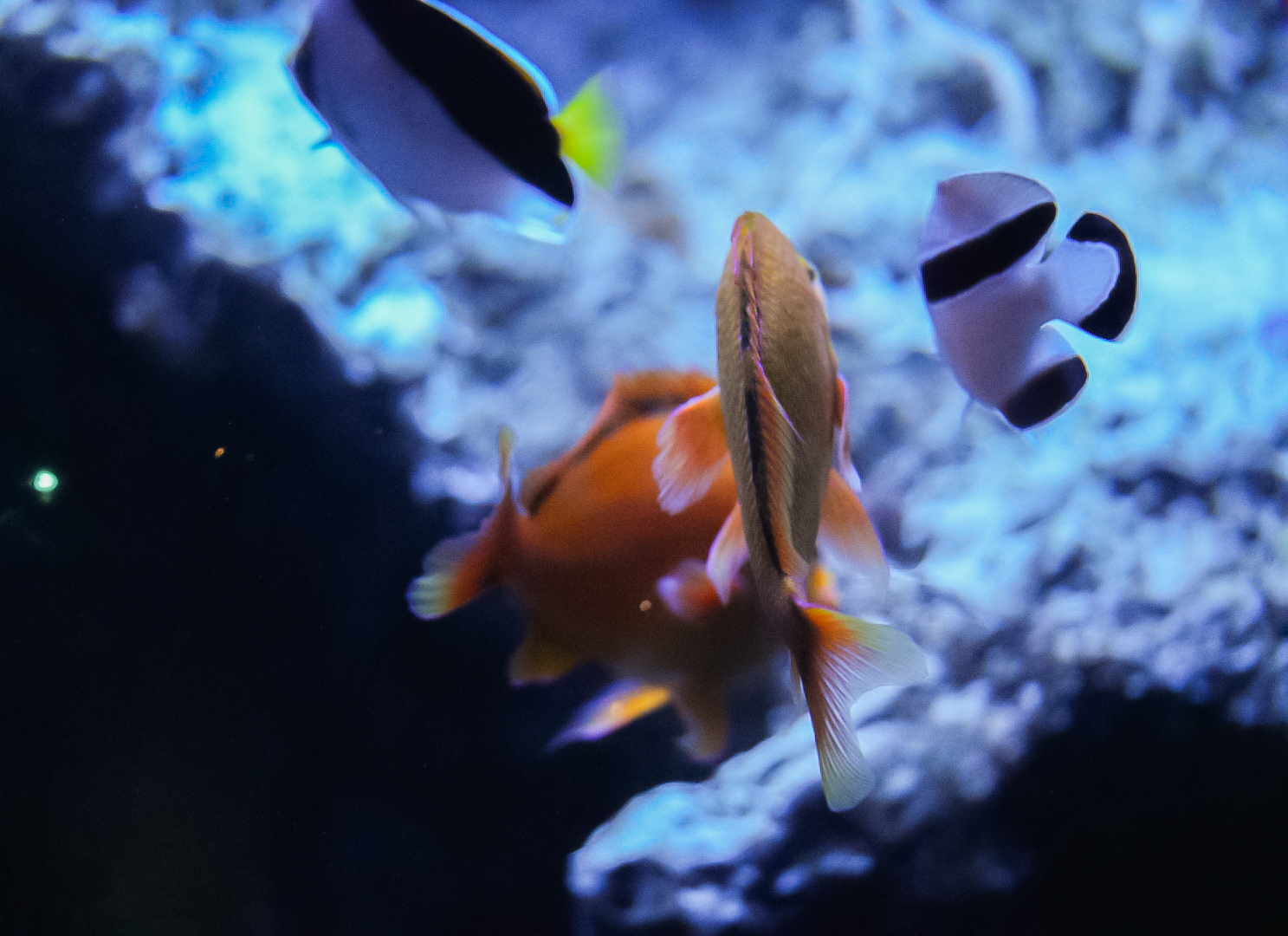 Hawaiian Twilight Zone Fishes