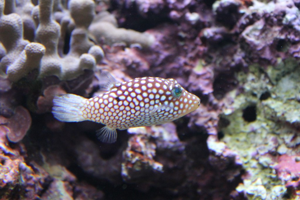 Hawaiian Whitespotted Toby (Canthigaster jactator)