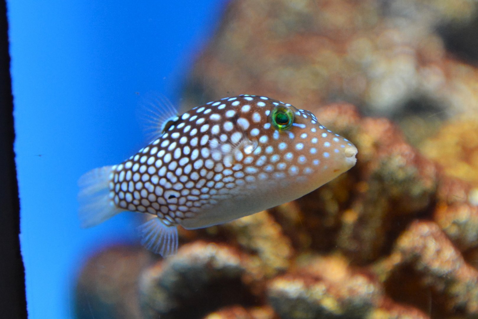 Hawaiian whitespotted toby (Canthigaster jactator)
