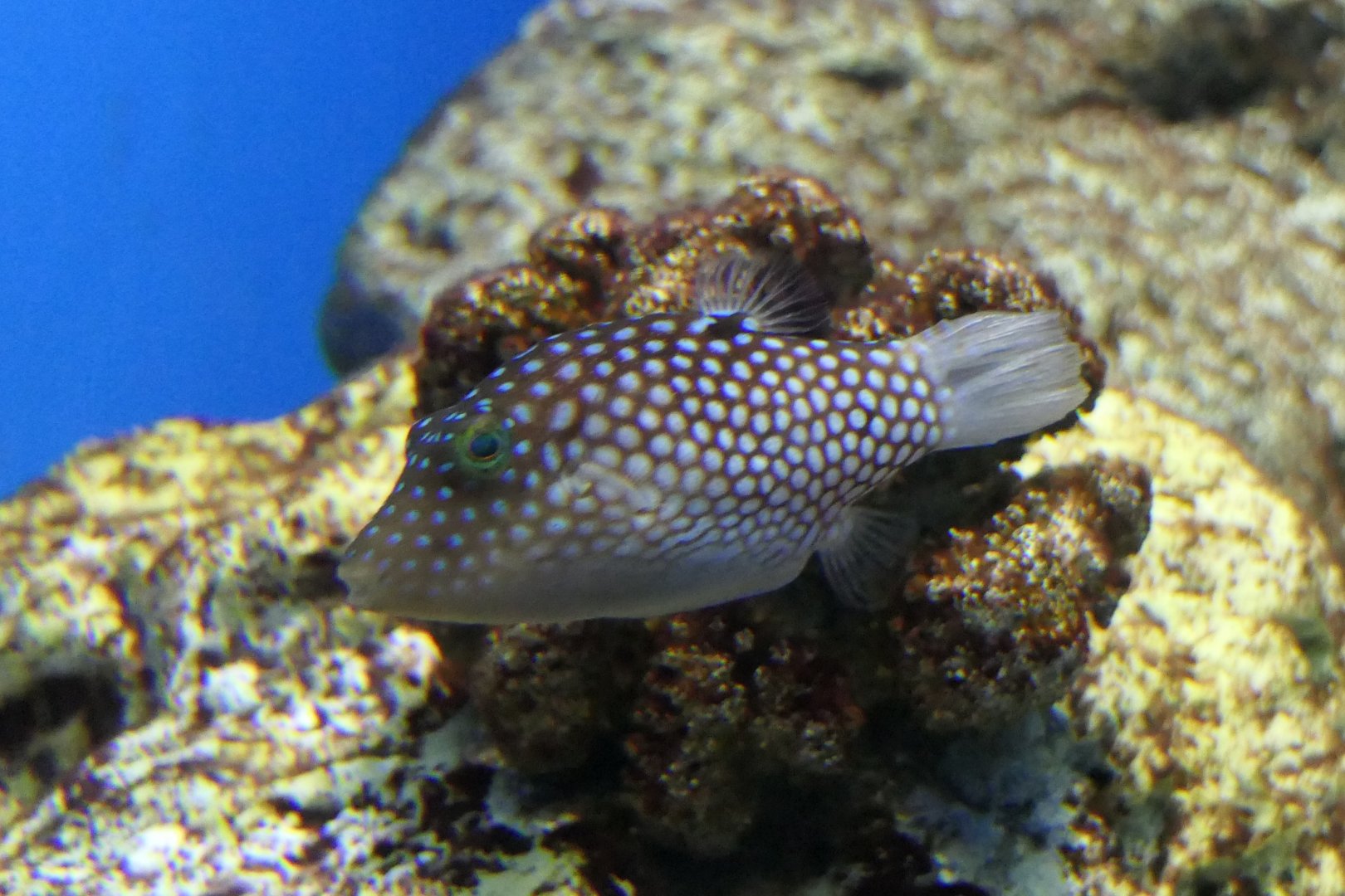 Hawaiian Whitespotted Toby (Canthigaster jactator)