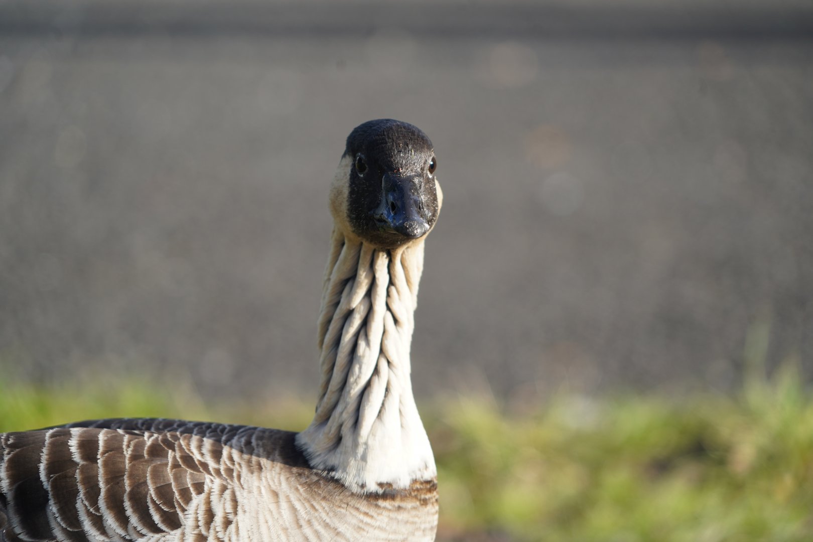 Hawaiin goose/Nene