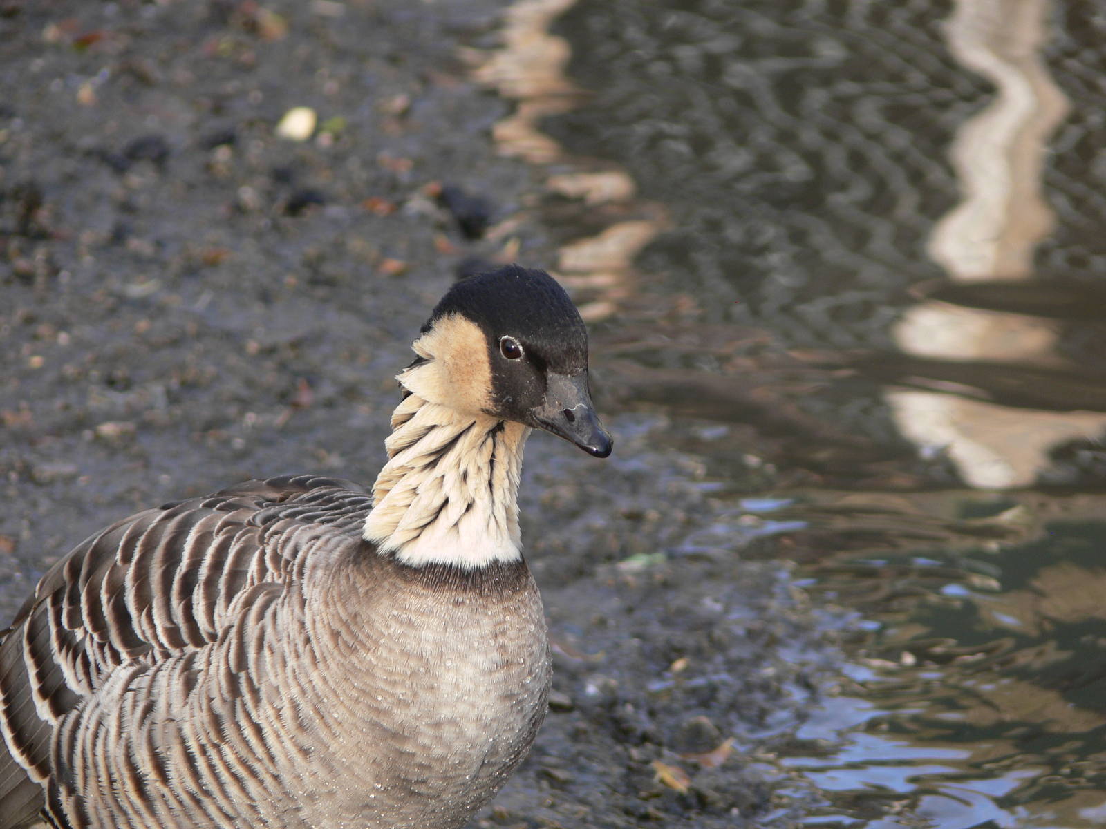 Hawain Goose (Ne Ne) at Martin Mere WWT 08/12/12