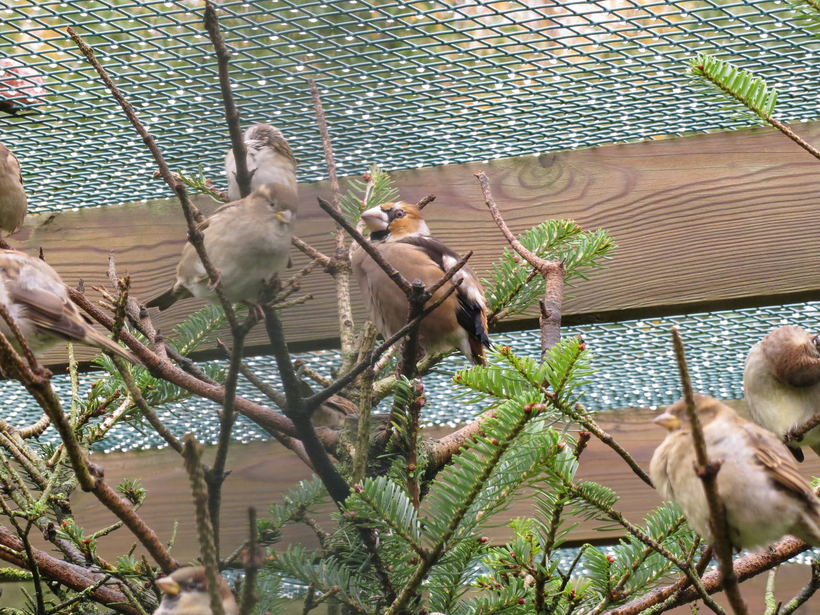 Hawfinch 101012